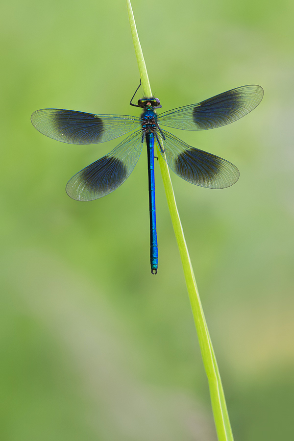 Banded Demoiselle male 5